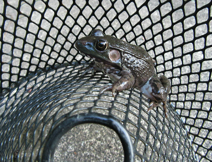 Green Frog
